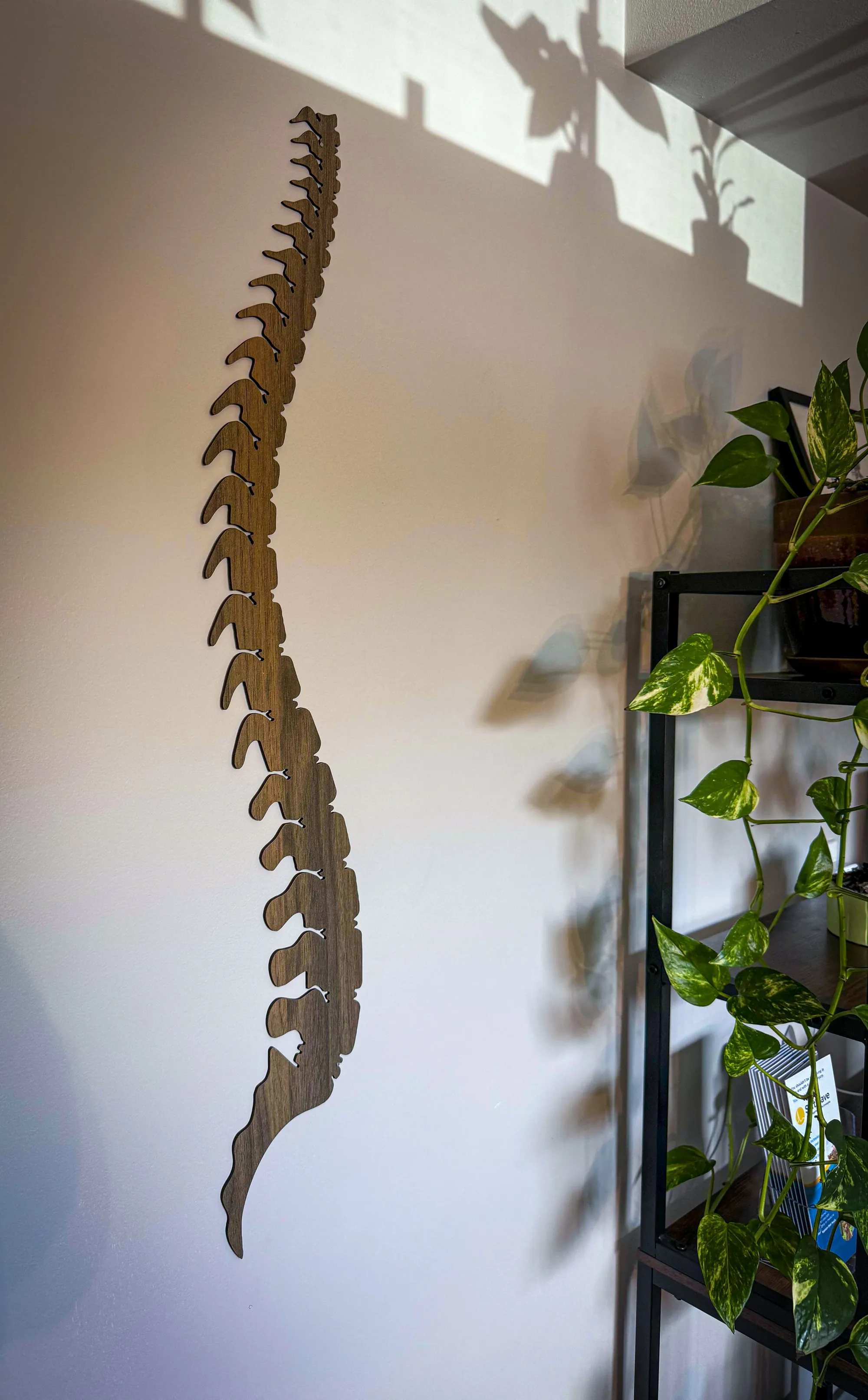 Chiropractic image